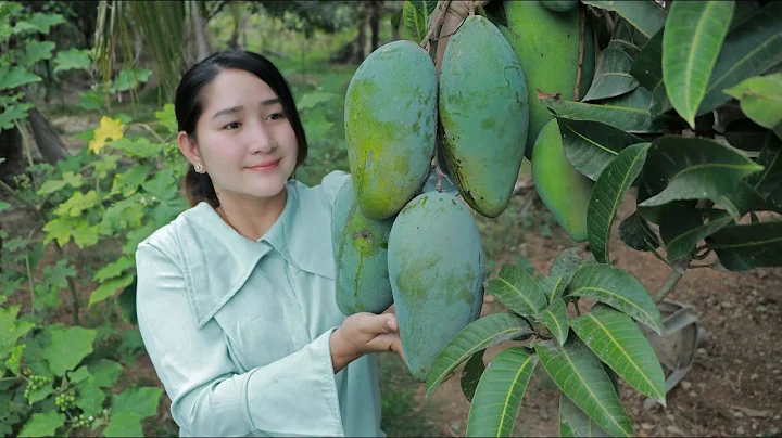 Sweet Mango Picking For Eating Chili Salt And Sweet Fish Sauce | Sros Yummy Cooking Vlogs