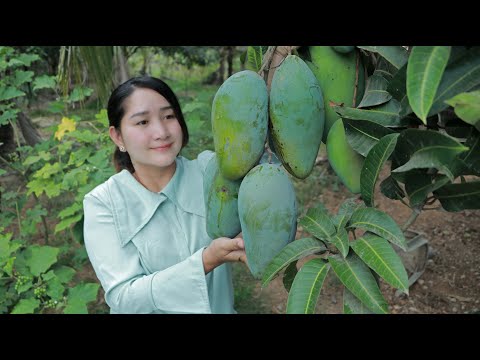 Sweet Mango Picking For Eating Chili Salt And Sweet Fish Sauce | Sros Yummy Cooking Vlogs