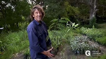 Tác dụng của cỏ dại trong nông nghiệp thuận tự nhiên The effect of weeds in natural agriculture #vu