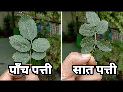 वीडियो: गुलाब में कितनी पंखुड़ियाँ और पत्ते होते हैं?