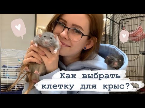 Видео: Как получить дешевые клетки для вашей любимой крысы