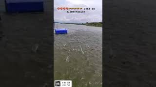 Zona De Alimentación De Camarón Ecuatoriano