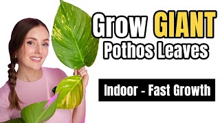 The Secret to Giant Pothos Leaves!