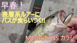 メガバスのカラシなど表層系ルアーに食らいつく早春バス！