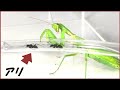 蟻戦争Ⅲ#215 アリ vs 緑色の王者 ~食物連鎖の頂点を決める戦い~【前編】 編~The top of the food chain~