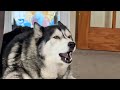 Husky moans at nan for interrupting his advert