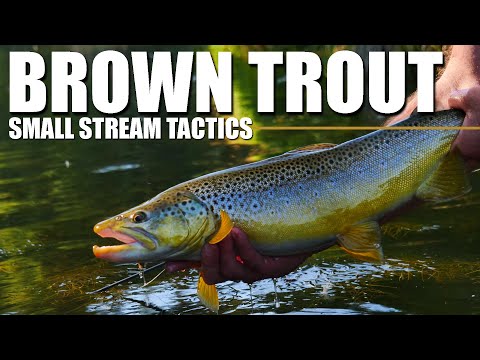 22 Small Stream Trout Fishing Tips And Tactics Of Experts