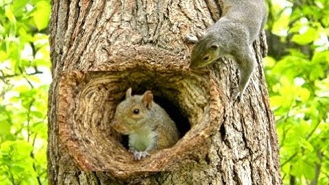 Cats Go Bonkers for this Squirrel Playing Peek A Boo Video