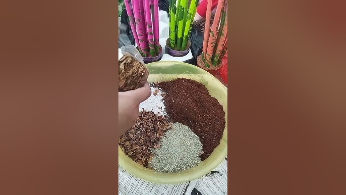 Азиялық секс-шоуды қараңыз