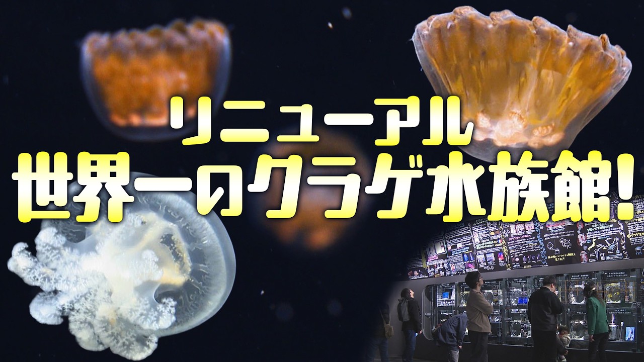 No.278 ‪ꫛꫀꪝ クラゲ qPIGpのRainbowシリーズ✨ 【公式通販】‬