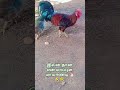 இவன் தான் என் மாப்புள மாயாண்டி 🐔🤣🤣 #vairalshort #kozhi_koothugal #shortsvideo