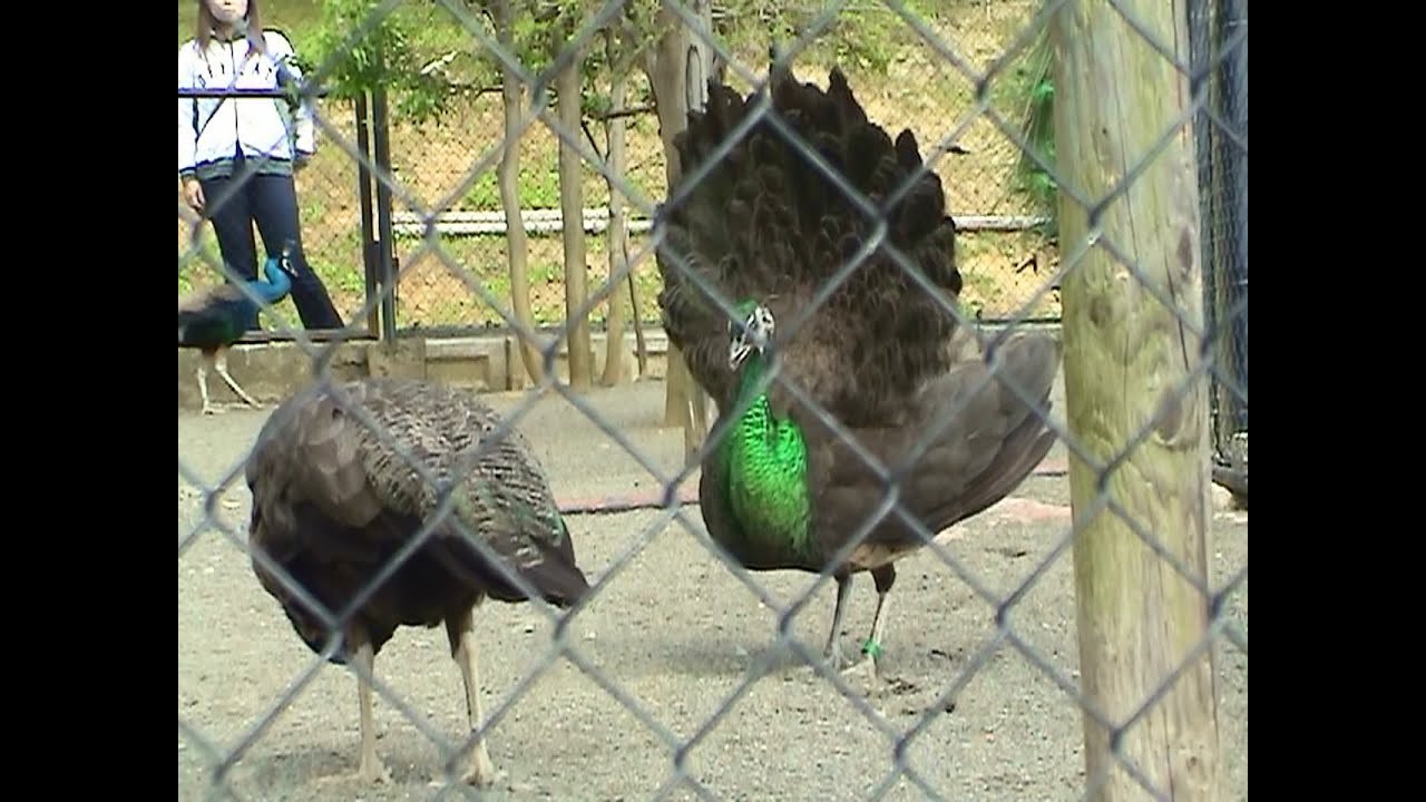 インドクジャク メスを威嚇するメス 旭山動物園 Common Peafowl Youtube