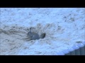 Германия - Заяц в песочнице на детской площадке:)