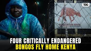 Endangered Mountain Bongos Return Kenya After Historic Flight From Czech Zoo Mission | TDG