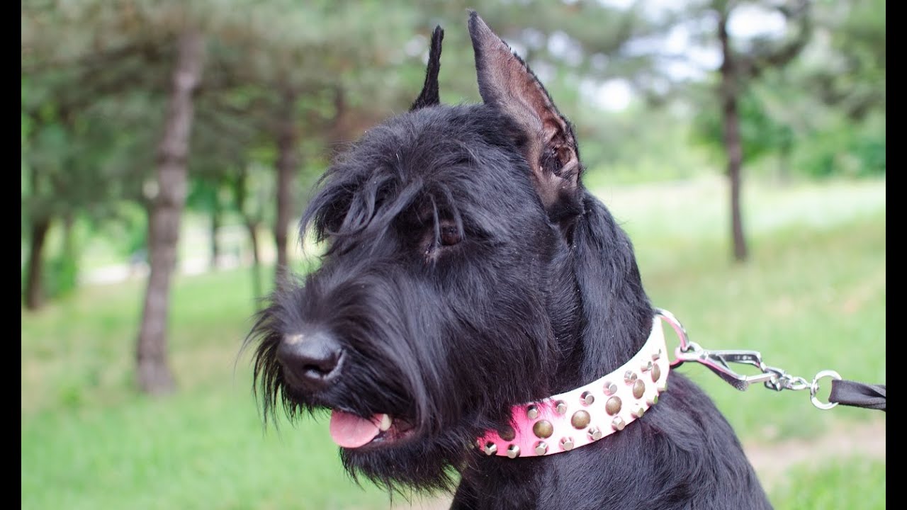 Giant Schnauzer, and other dogs wear Pink Dog Collar with Studs YouTube