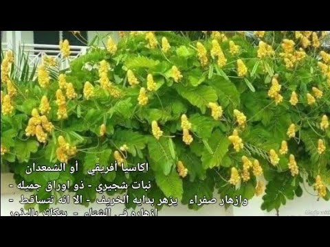 اكاسيا أفريقي أو الشمعدان      