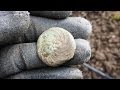 Last arable metal detecting till harvest with Mal &amp; CTX3030 on Hollow Way Farm, Oxon 5th April 2014