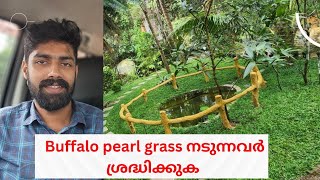 buffalo Pearl grass ചെയ്യുന്നവർ തീർച്ചയായും ഇത് അറിഞ്ഞിരിക്കണം @greenlandagrogarden8045