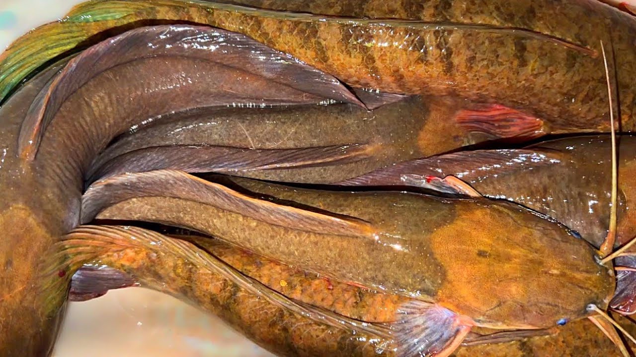 Cá Lóc Cá Trê Dính Gở Không Kịp khi Cắm Câu Ở Vùng Biên Giới 