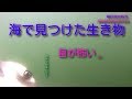 アクションカメラ水中撮影