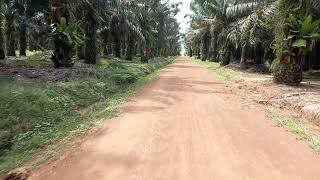 Menyusuri Area sawitan milik PT.BKB