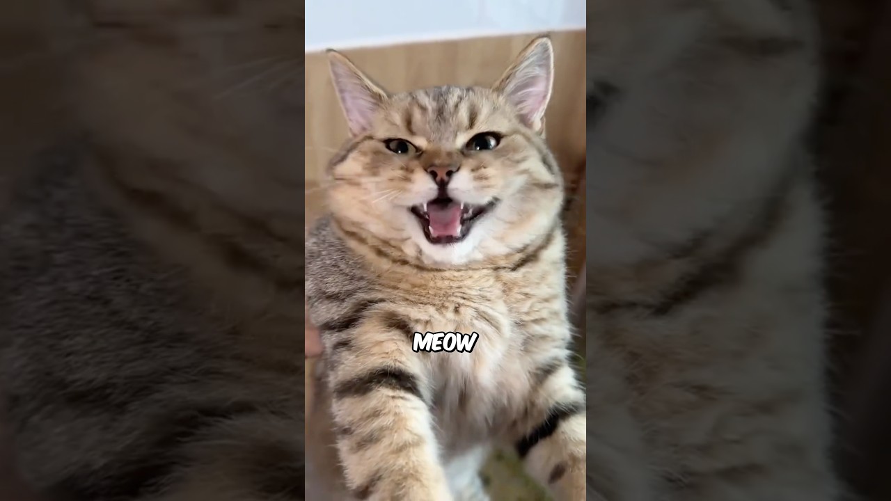 Почему кошки используют полумяуканье 😺