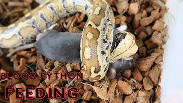 BLOOD PYTHON FEEDING #13