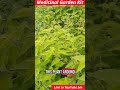 #naturalmedicine #herbalremedies #medicinalplants #herbgarden #organic #wellness