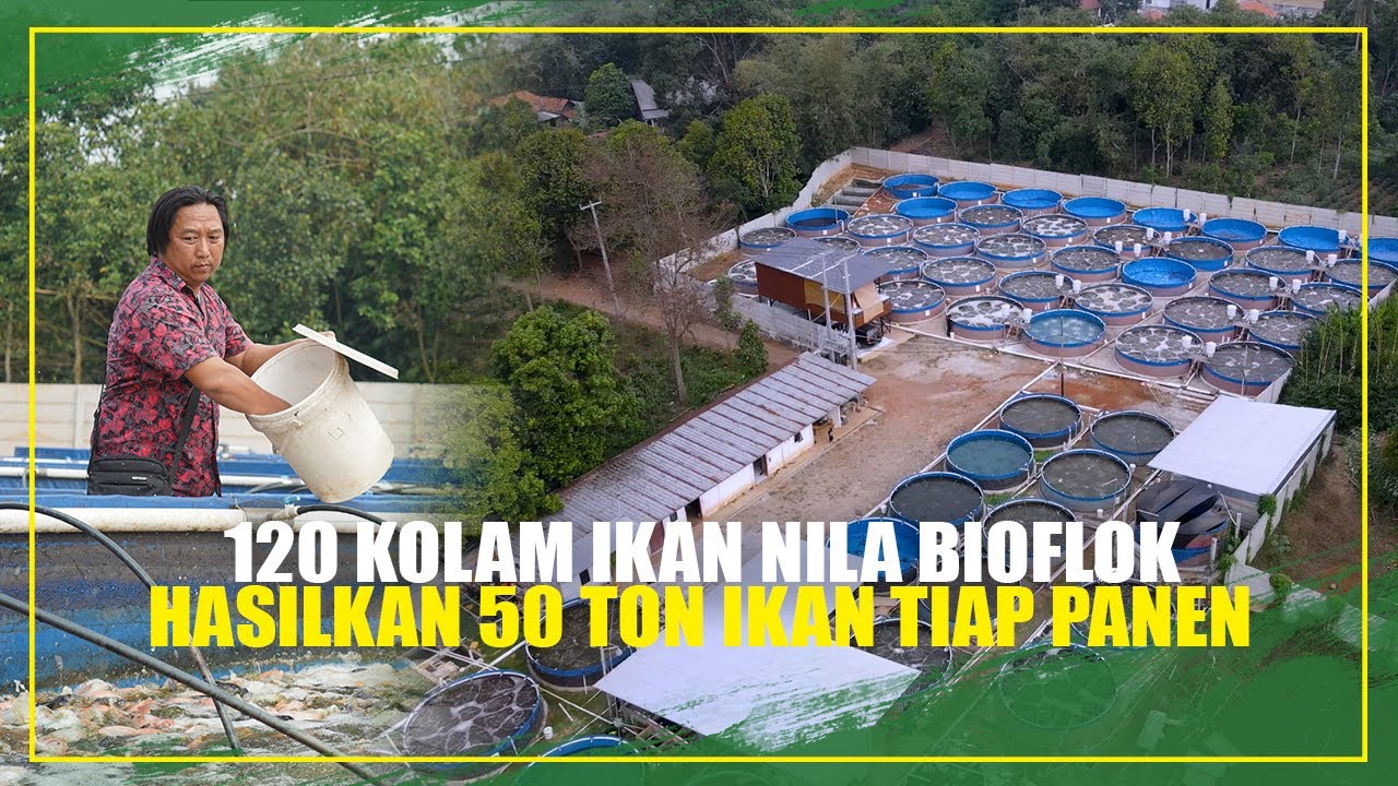 NILA BIOFLOK SKALA INDUSTRI TERBESAR DI  RUMPIN BOGOR