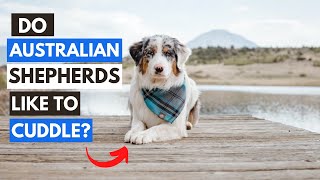 Do Australian Shepherds Like to Cuddle