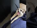 朝のふれあい