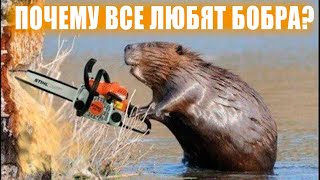 Бобр в Дикой Природе. Интересные факты о Бобрах!