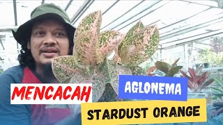 Mencacah Aglonema Stardust Orange