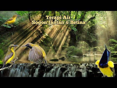 Sogon Jantan Dan Betina Gacor Dengan Terapi Air - YouTube