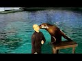 aquarium dolphin showأكواريوم السعودية عرض 🐬🐬🐬الدلافين الجزء الاول