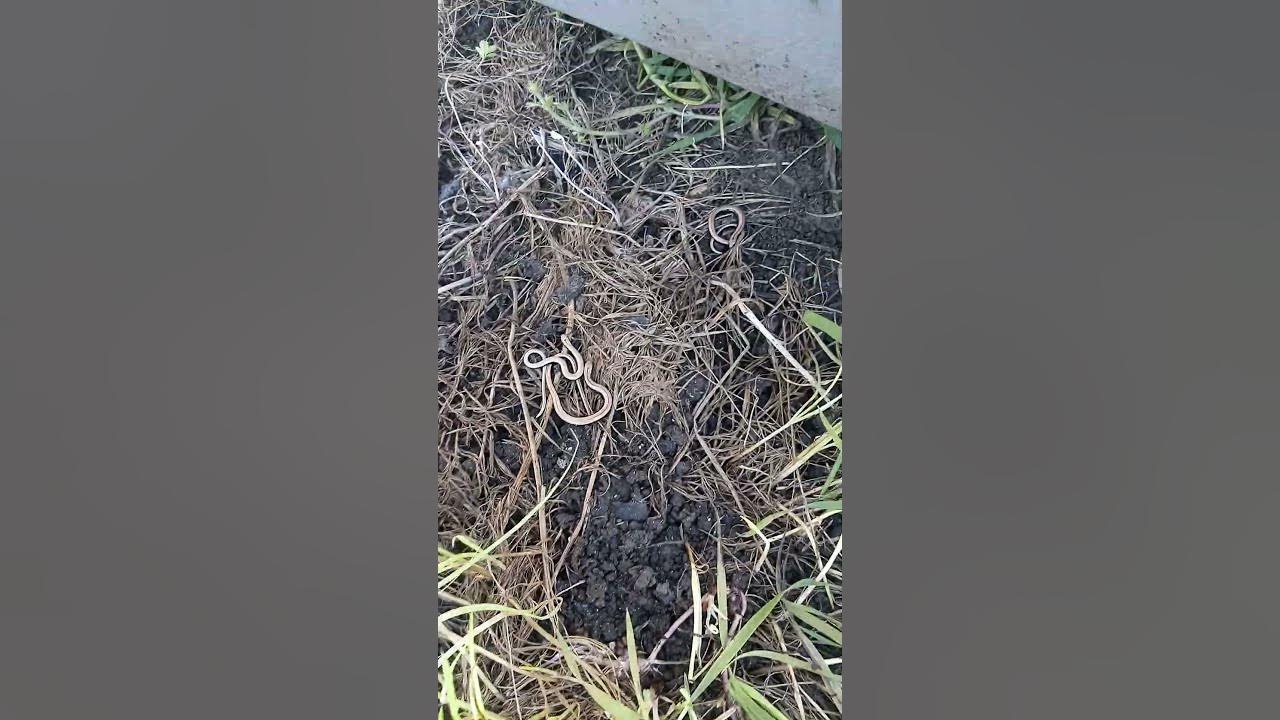 slow worms UK natural habitats uncut YouTube