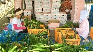 トウモロコシ収穫  恵味 19/6/13