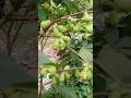 সবুজ জামরুল #viral #shorts #trending