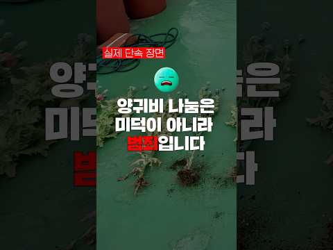 😱 ‘양귀비 재배 단속 모음.zip’ 2편 #shorts #서울경찰 #경찰 #양귀비 #<strong>아편</strong> #마약 #마약근절