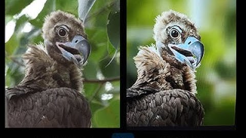 How to more blur background in photoshop perfectly / Wildlife photo editing / Photoshop tutorial