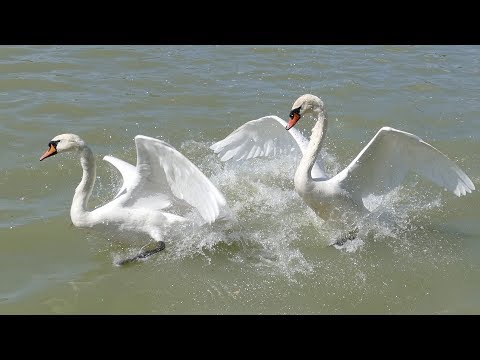 Video: Keltský Horoskop Zvierat: Labuť