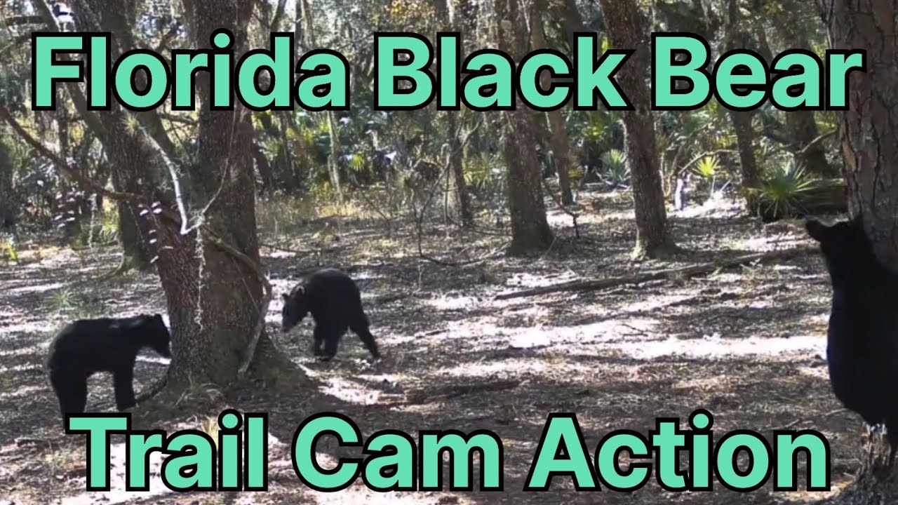 🔥 EPIC Florida Black Bear Trail Cam Footage! Nomadic Trail Cam- Sunny Hill Restoration Area