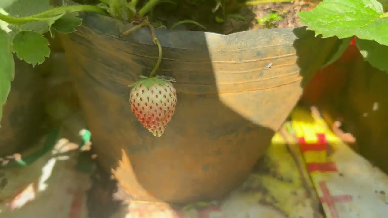 Dâu Tây Tết dương lịch 2026