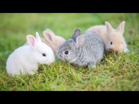 Rabbits # How to help baby rabbits to breastfeed from their mother