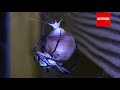 How Spider Lays Eggs &amp; Nidification to Protect Spider Babies | Timelapse &amp; Closeup