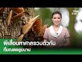 ผีเสื้อมหาศาลรวมตัวกันที่มณฑลยูนนาน | TNN EARTH | 05-06-24