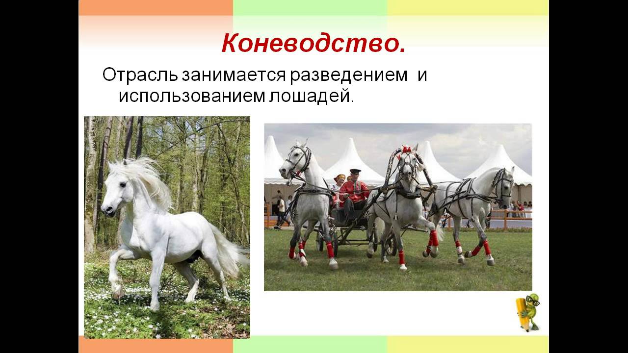 Для чего используют лошадей