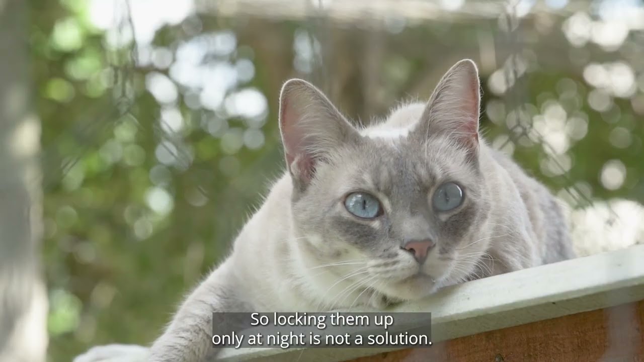 The benefits of keeping cats safe and happy at home