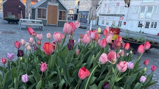 Stavanger, Norway in the stunning month of May!