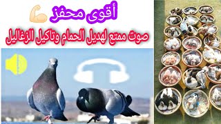 صوت مهم لازم تخلى الحمام يسمعه |صوت حمام كبير وصغير | أقوى محفز للحمام |Pigeon sound